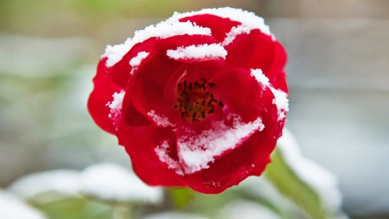 سامانه جدید وارد کشور شد / جمعه برفی در این استان‌ها