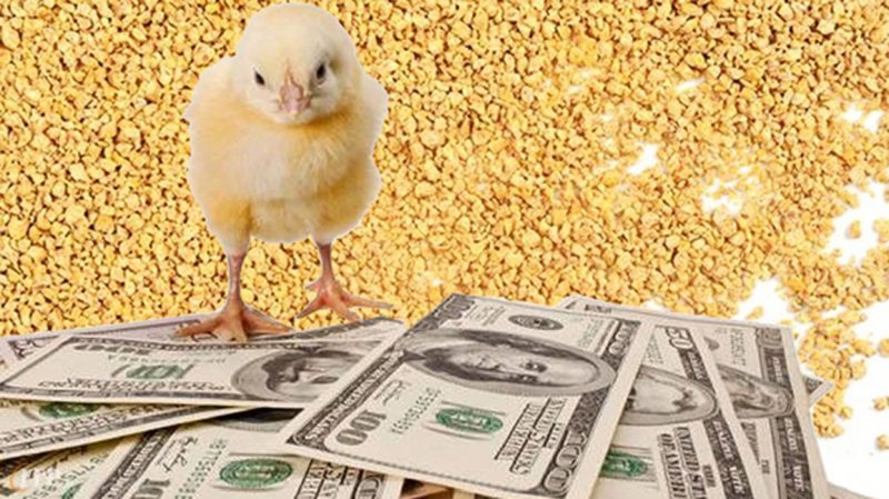 قیمت جدید نهاده‌ها اعلام شد