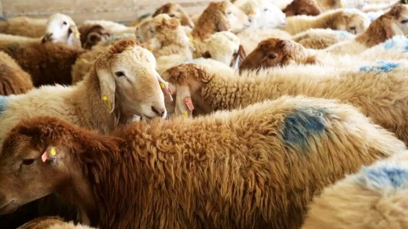 قیمت هرکیلو گوسفند زنده چقدر شد؟