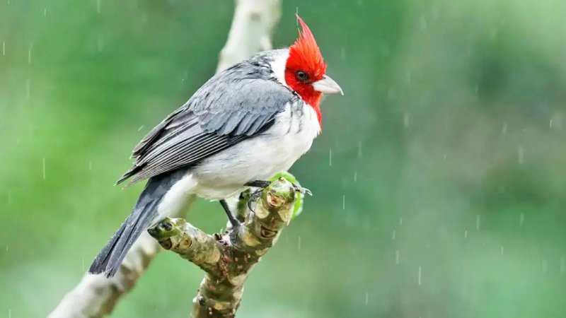 این مناطق برفی و بارانی می‌شوند/ ورود سامانه جدید بارشی به کشور