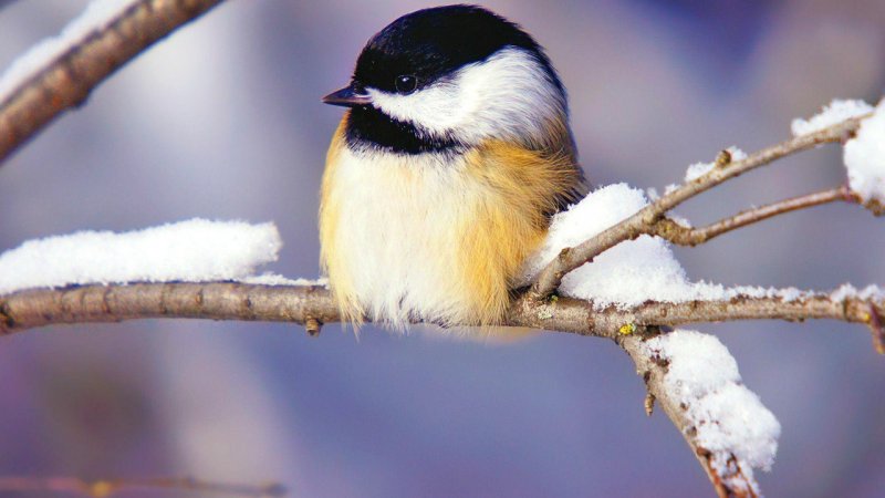 هشدار ورود سامانه بارشی جدید؛ برف و باران گسترده در ۲۸ استان از امروز