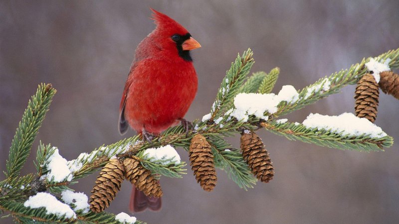 برف و باران و یخبندان از امروز تا چهارشنبه ۲۸ استان را فرا می‌گیرد