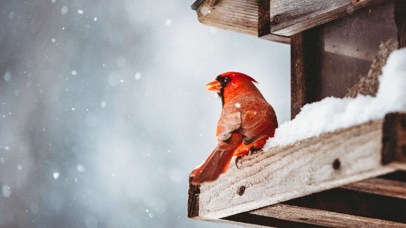 بارش برف ‌و باران سراسر کشور را فرا می‌گیرد؛ هشدار جدی برای این استان ها