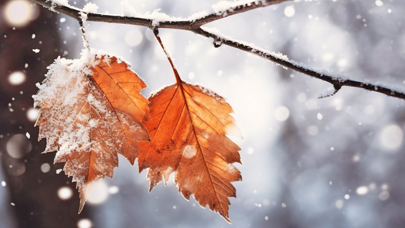 امروز چهارشنبه در این استانها برف می بارد؟ از شنبه سامانه بارشی در این منطقه فعال می شود