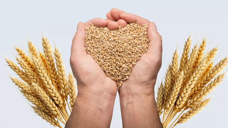  نرخ خرید تضمینی گندم مشخص شد