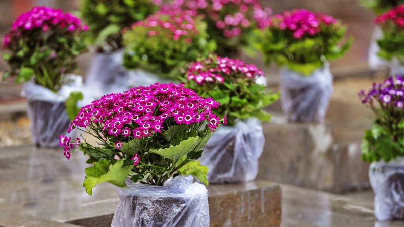 هشدار جدی برای سفرهای نوروزی / سامانه‌های بارشی در راه هستند