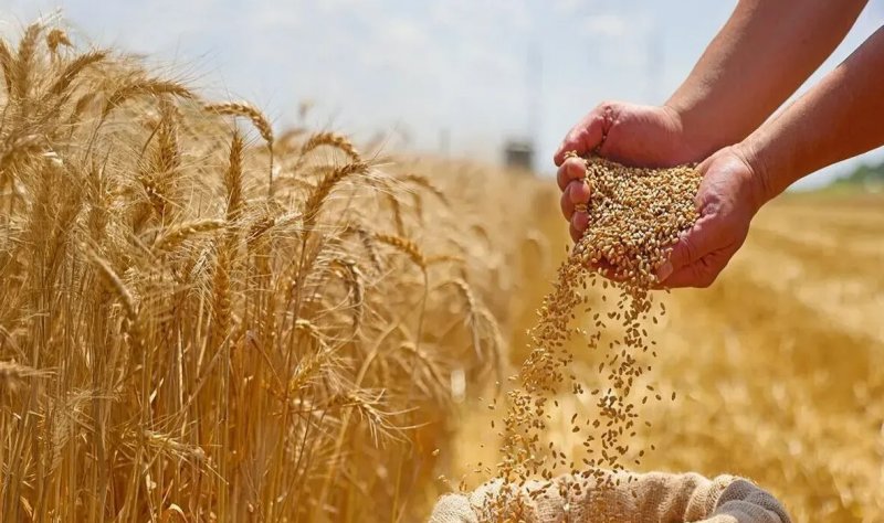 نرخ خرید گندم ۴۸ هزار و۵۰۰ تومان تعیین شد