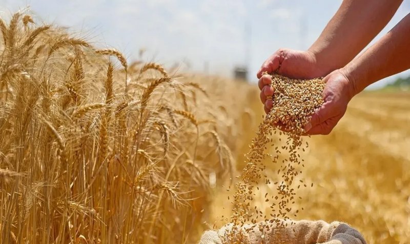 قیمت گندم 5نرخی شد