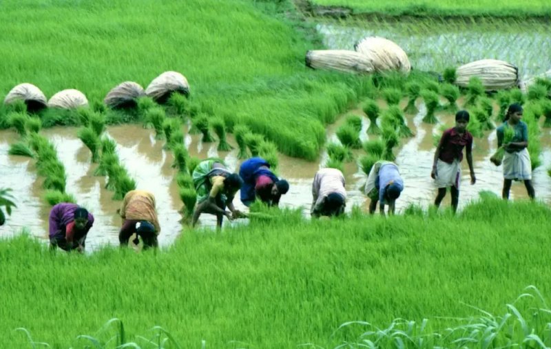 عرضه برنج به خطر افتاد 