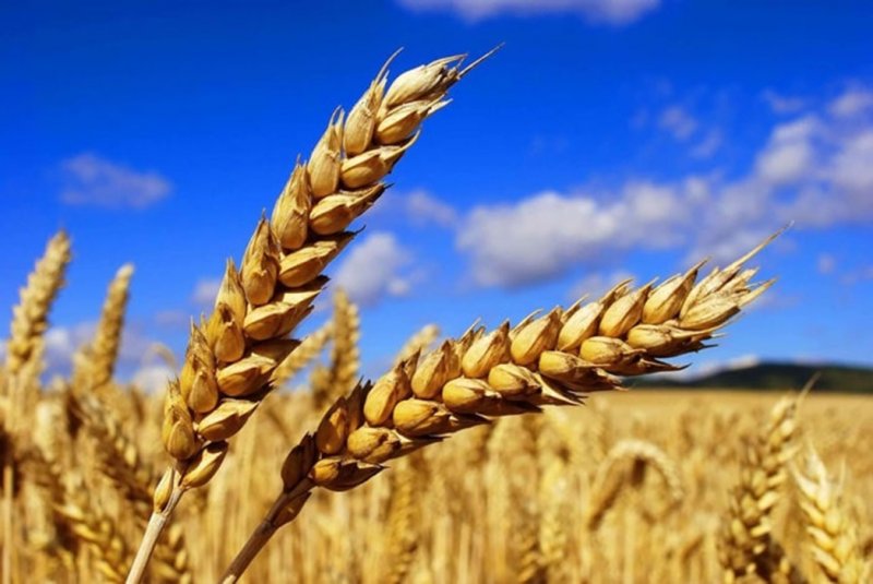 نرخ مصوب گندم صنف و صنعت اعلام شد