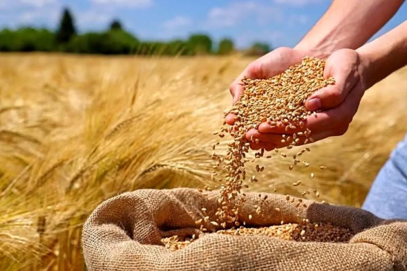 چرا قیمت گندم در آستانه انفجار است؟