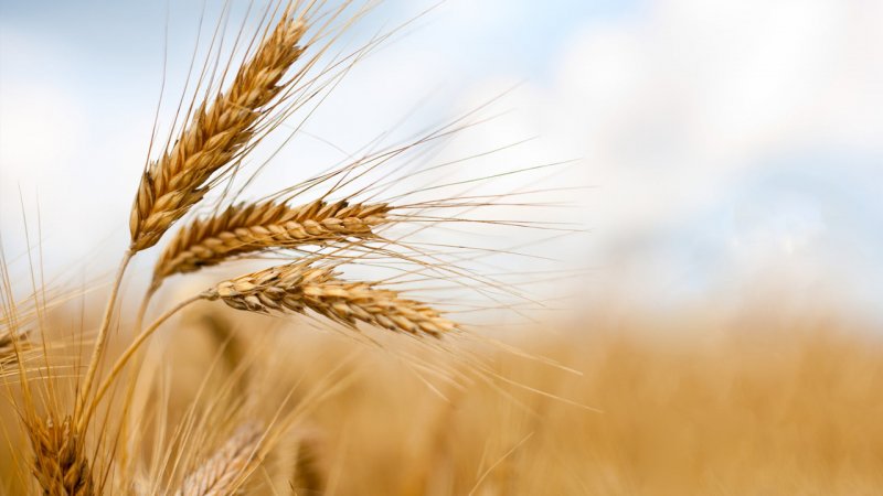 خبر خوش برای گندمکاران/ رقم پیشنهاد خرید تضمینی گندم اعلام شد